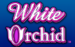 logo white orchid igt spillemaskine 